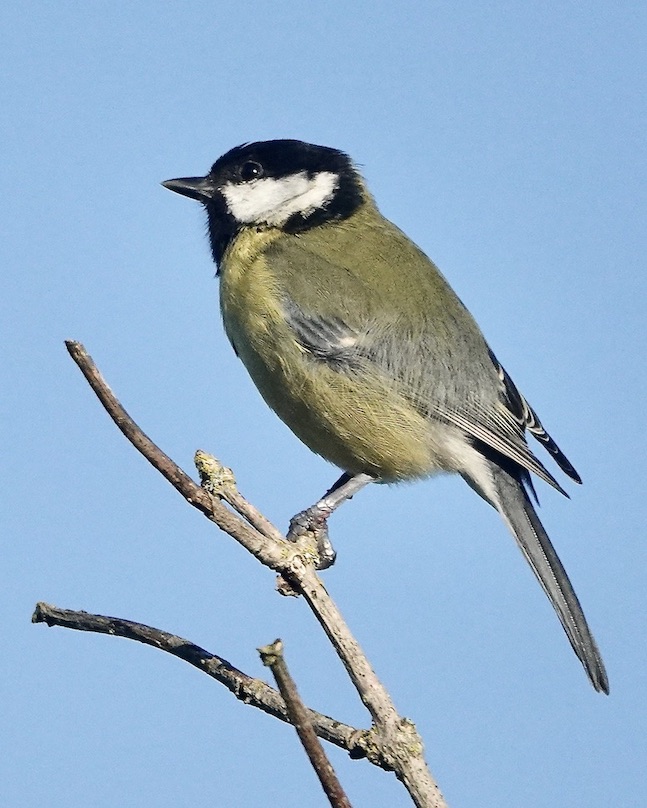 great tit
